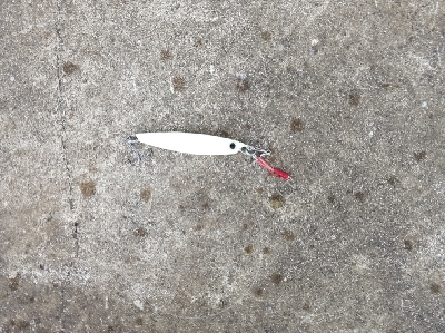 久しぶりのハマチ