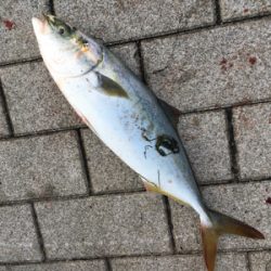 ライトショアジギング