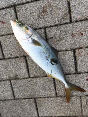 ライトショアジギング