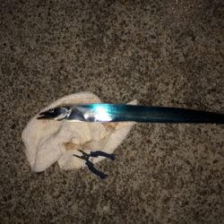 台風後の調査確認!ヨシ!