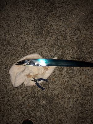 台風後の調査確認!ヨシ!