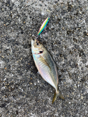 沖堤防でショアジギング