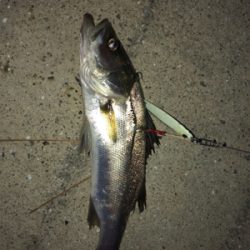 夕まずめ、何とか三目^_^♪