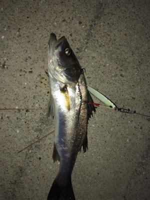 夕まずめ、何とか三目^_^♪