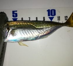 ナイトアジング