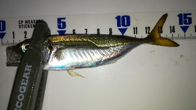 ナイトアジング