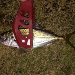 LSJigginger1700〜1745 アジンガー1755〜1900