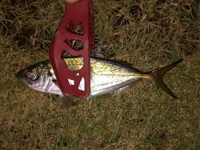 LSJigginger1700〜1745 アジンガー1755〜1900