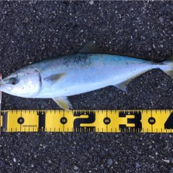 ハマチが釣れました