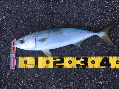 ハマチが釣れました