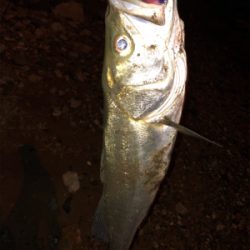 ハーモニカ喰い