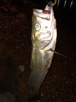 ハーモニカ喰い