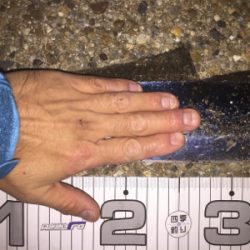 なんとかボウズ逃れ