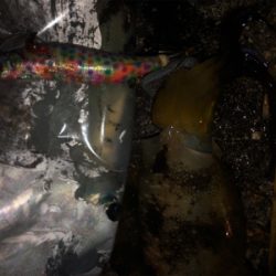 アオリなんとか釣れた