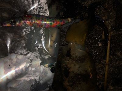 アオリなんとか釣れた