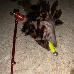 ガチャガチャの釣り竿にて