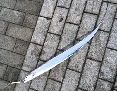 ワインド＆ライトショアジギング