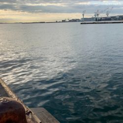 久々のハマチャン