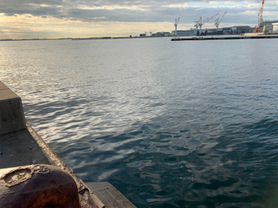 久々のハマチャン