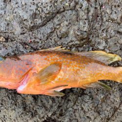 夜にエギング   朝はショアジギ