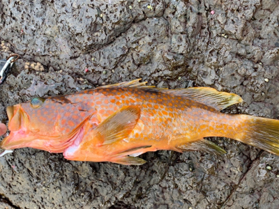 夜にエギング   朝はショアジギ