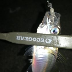 ナイトアジング