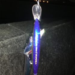 やっとこさタチウオ！！