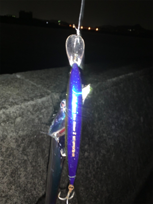 やっとこさタチウオ！！