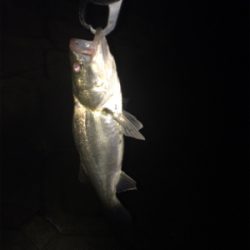 ナイスサイズのファイター