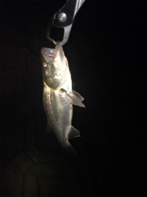 ナイスサイズのファイター