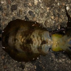 連夜のエギング