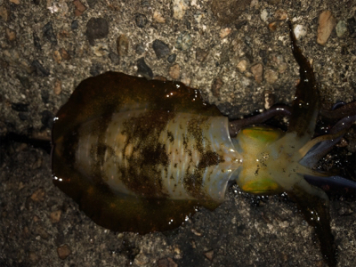 連夜のエギング