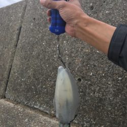 釣行30分で良型アオリ2杯GET *\(^o^)/*