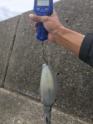 釣行30分で良型アオリ2杯GET *\(^o^)/*