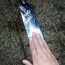 太刀魚リベンジ