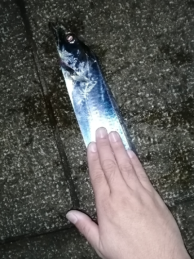 太刀魚リベンジ