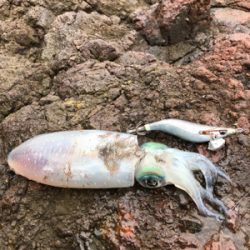 遅生まれってやつかな