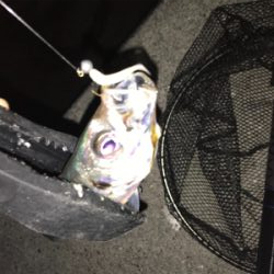 満月アジング…