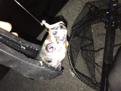 満月アジング…