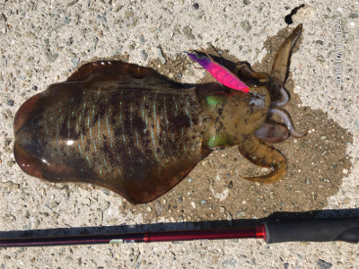 タチウオとアオリイカ