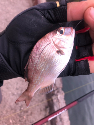 五目釣り!大漁!!