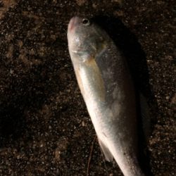 ウキ釣りと引き釣り