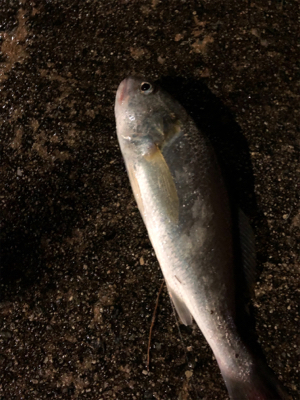 ウキ釣りと引き釣り