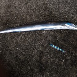 4目達成！満足釣行！