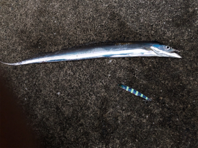 4目達成！満足釣行！