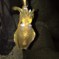 連日のアオリ釣り(^｡^)