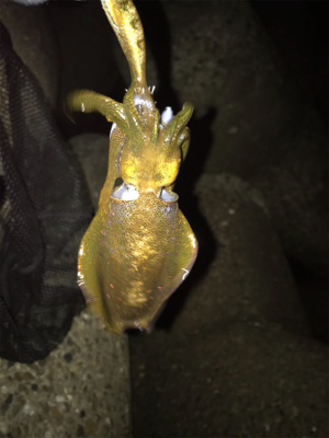 連日のアオリ釣り(^｡^)