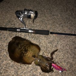 秋の月夜エギング