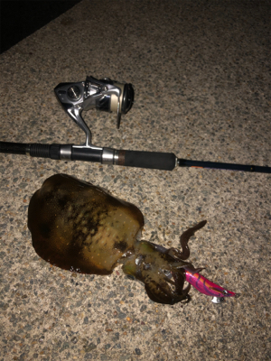 秋の月夜エギング