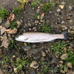 大雨は吉とでるか凶とでるか！？